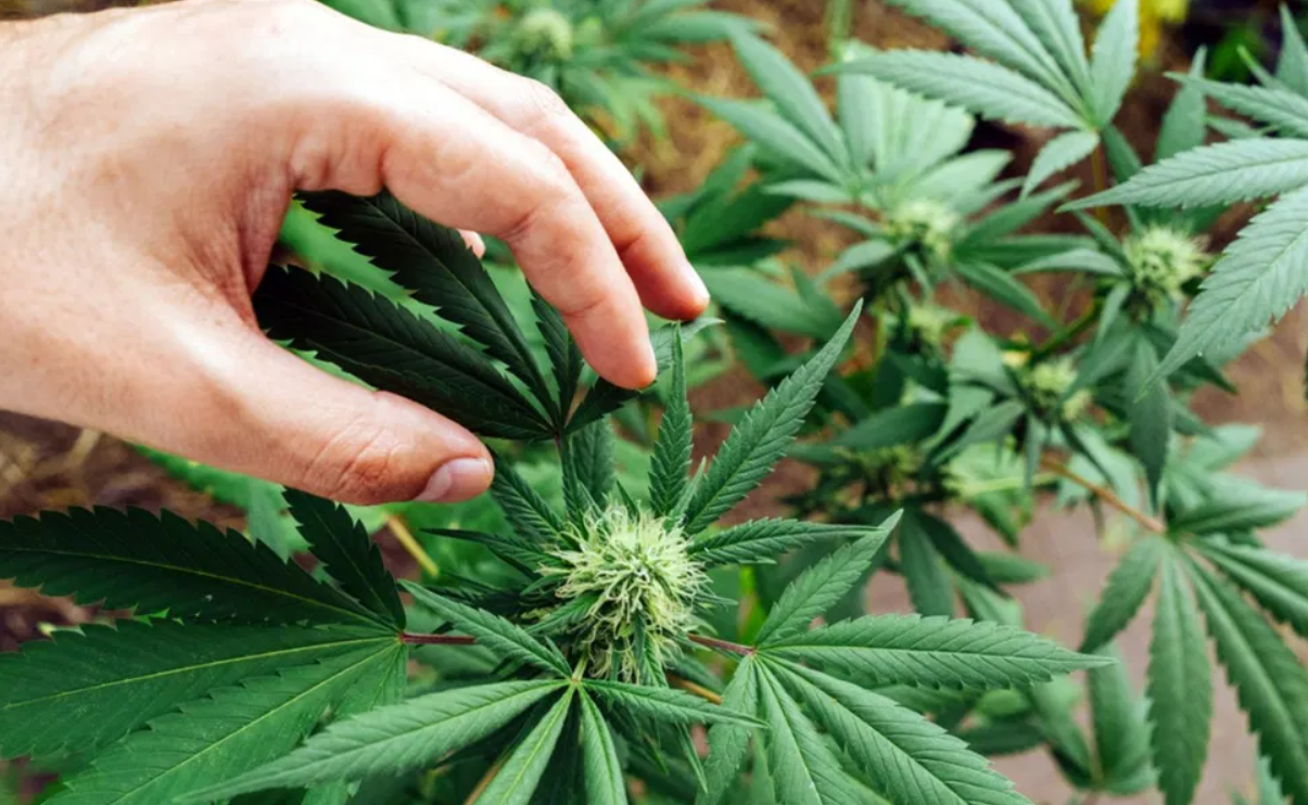 baked edibles for sale