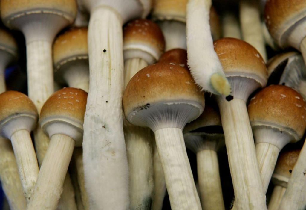 Buy magic mushrooms