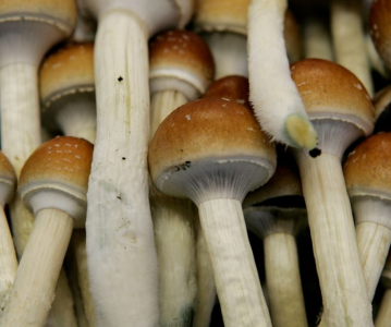 Buy Magic Mushrooms To Improve Mental Health