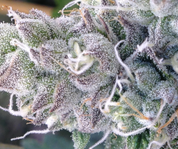 How can Blissful Wizard help you right now?